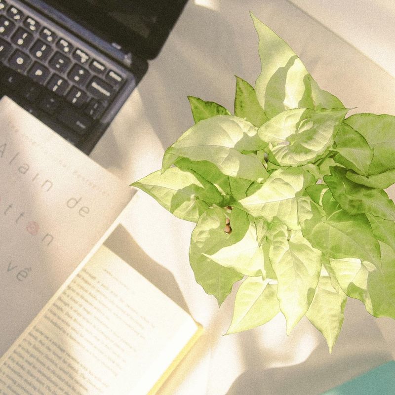 Minimalist desk setup with a green plant and soft sunlight.